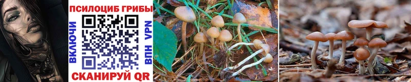 Галлюциногенные грибы Psilocybe  Бердск 